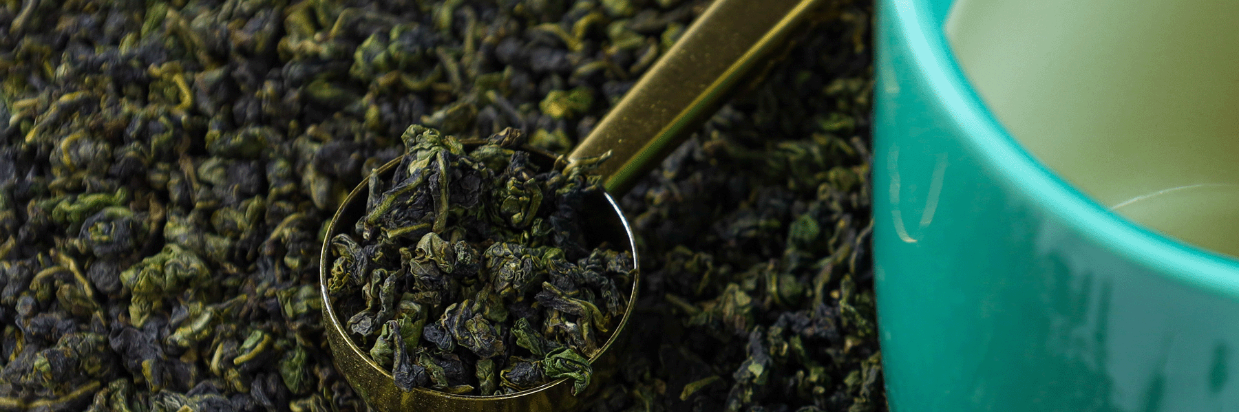 Oolong leaves in a tea scoop
