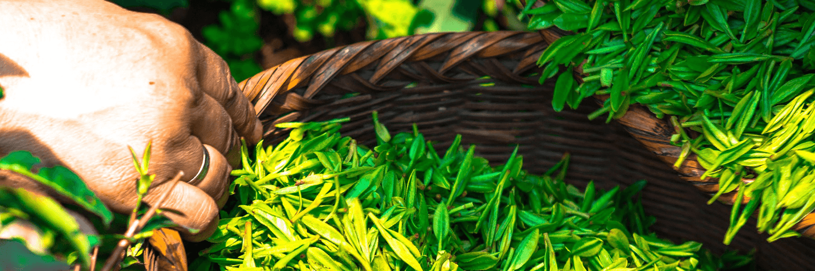 A hand holds a basket of freshly picked tea leaves