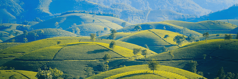 Rolling hills of a tea farm
