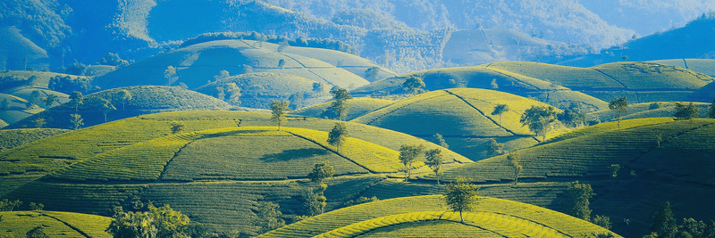 Rolling hills of a tea farm