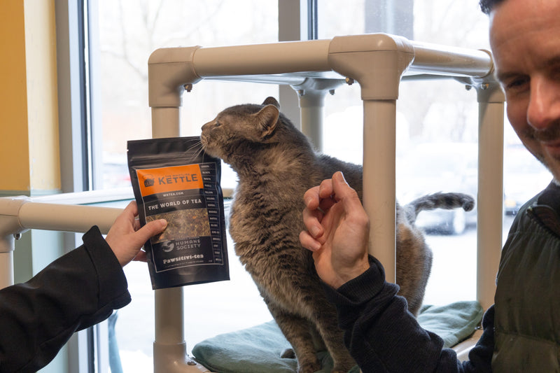 Cat rubbing face on bag of pawsitivi-tea