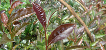 What is Purple Tea? Benefits of Purple tea. How to brew purple tea.