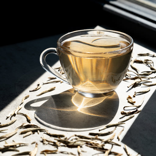 Glass cup of brewed Jasmine Silver Needles white tea surrounded by loose tea leaves in warm natural sunlight