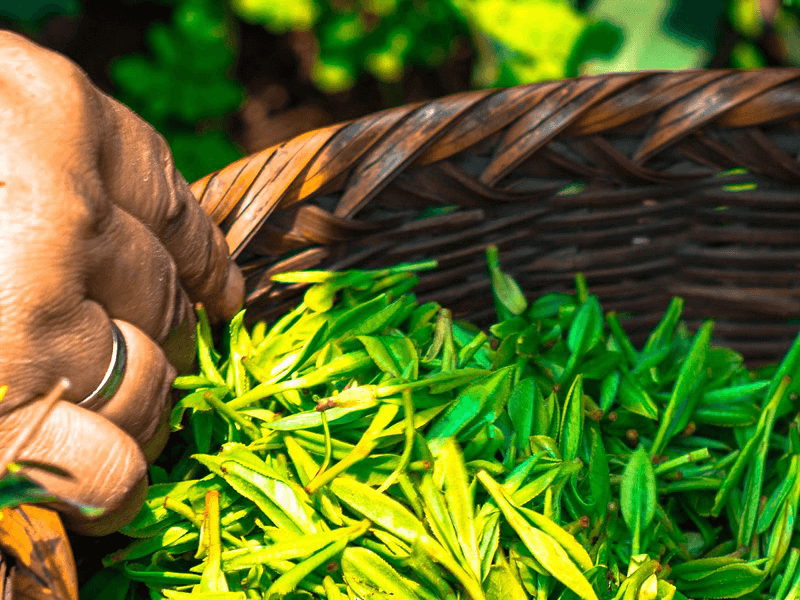 A hand holds a basket of freshly picked tea leaves