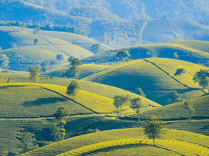 Rolling hills cover a tea farm